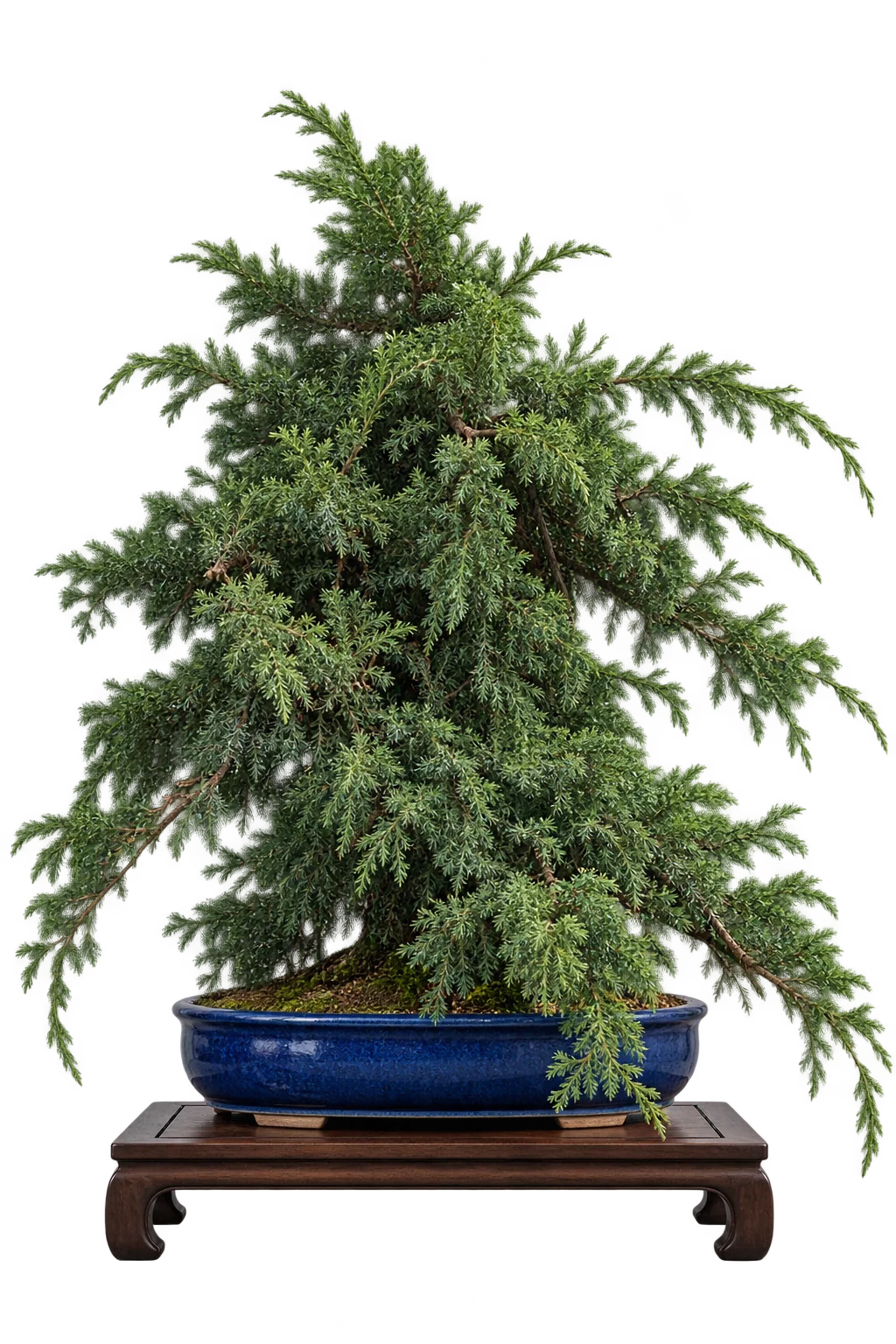 A juniper bonsai on a dark wooden stand, cut back from overgrown to finished as you scroll